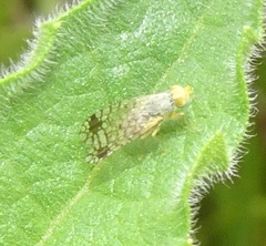 Euarestoides acutangulus