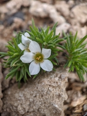 Linanthus demissus