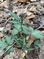 Cardamine angustata