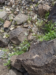 Androstephium breviflorum