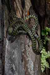 Golden Flying Snake photo 2