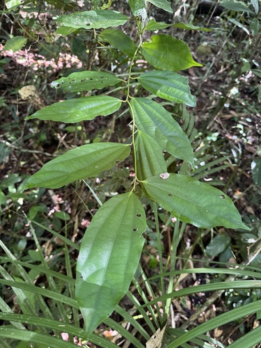 Cryptocarya grandis, 2026-04-23