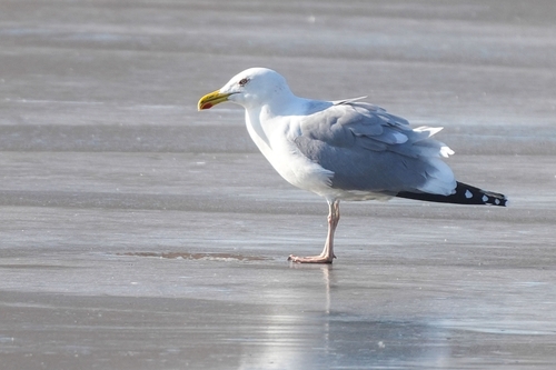 Mongolian Gull