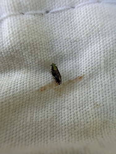 Tropidocephala brunnipennis observed 2026-04-18