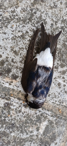 Western House Martin
