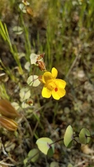 Erythranthe glaucescens