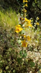 Erythranthe glaucescens