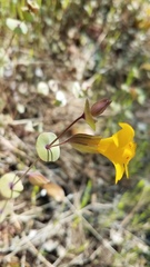 Erythranthe glaucescens