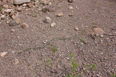 Salvadora hexalepis hexalepis