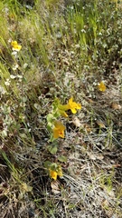 Erythranthe glaucescens