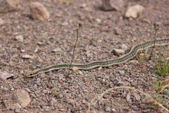 Salvadora hexalepis hexalepis