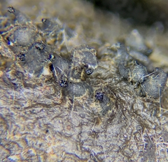 Arnium cirriferum
