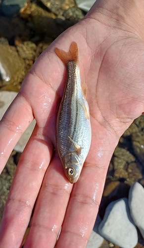 Epiros Riffle Dace