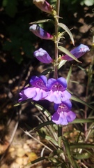 Penstemon heterophyllus purdyi