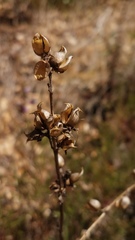 Penstemon heterophyllus purdyi