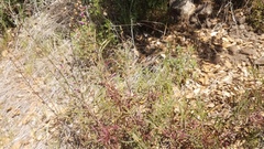 Penstemon heterophyllus purdyi