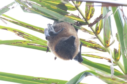 Chuuk Flying Fox