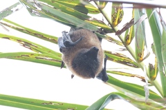 Chuuk Flying Fox photo 2