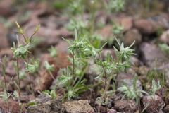 Stylocline micropoides
