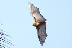 Chuuk Flying Fox photo 3