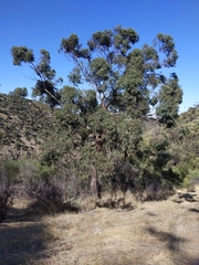 Eucalyptus microcarpa