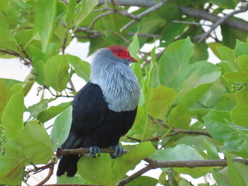 iNaturalist image