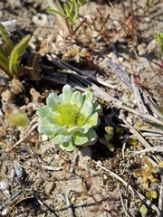 Filago pygmaea, photograph (c) Aubin NORMAND, some rights reserved (CC BY)
