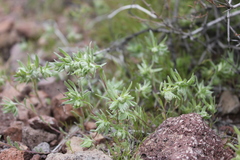 Stylocline micropoides