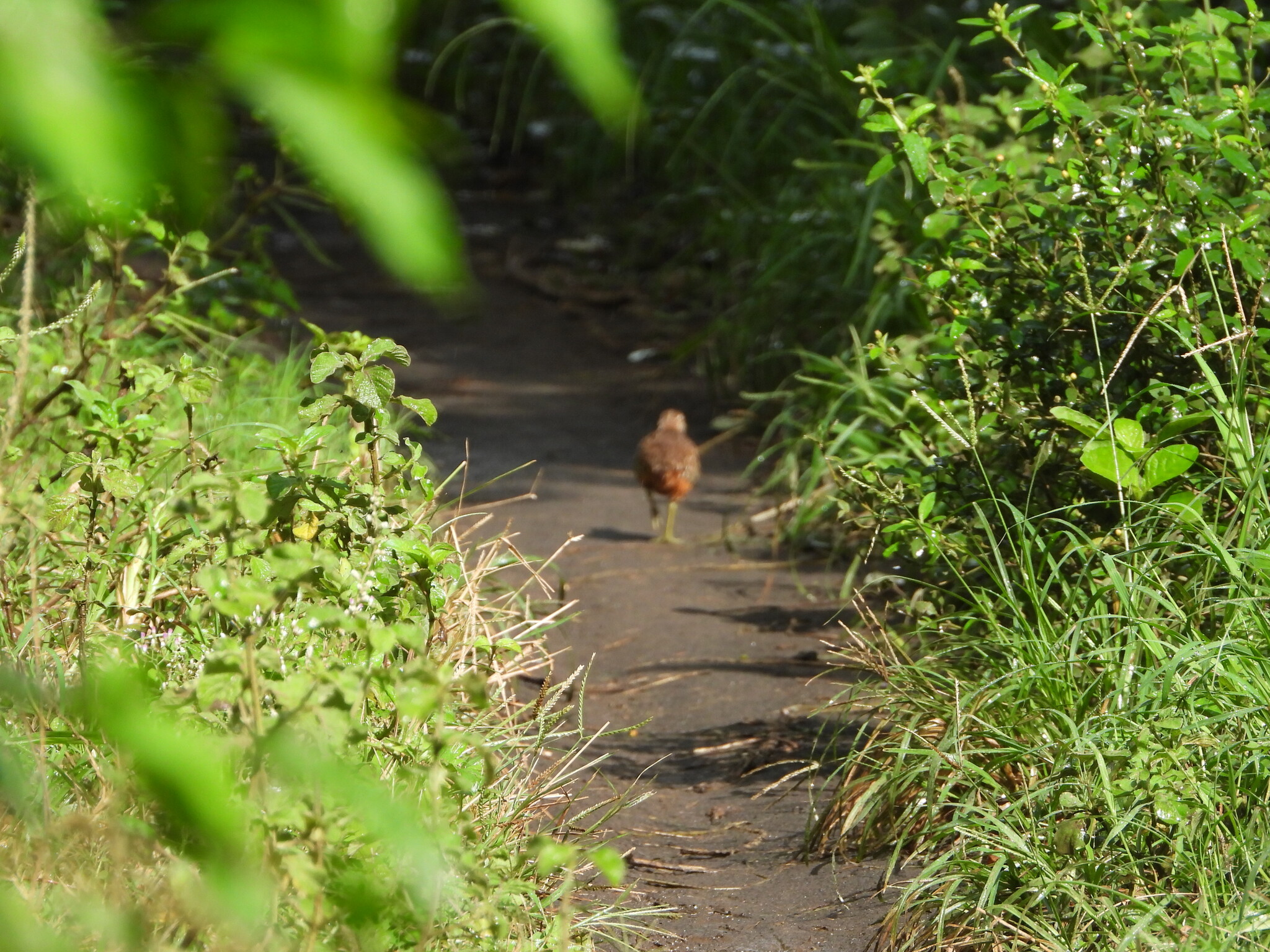 Barred Buttonquail (Turnix suscitator), photo 2