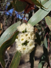Eucalyptus microcarpa