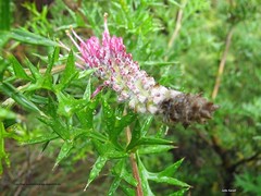 Grevillea acanthifolia