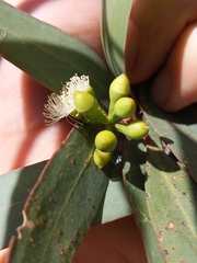 Eucalyptus microcarpa