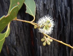 Eucalyptus arenacea