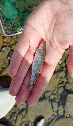Peloponnese Chub