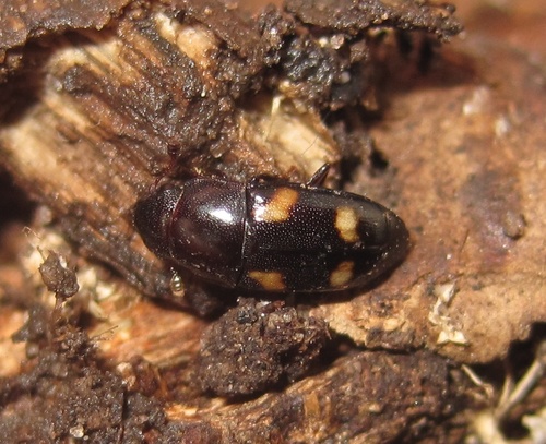 Four-spotted Sap Beetle, photo 6 of 8