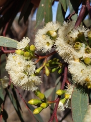 Eucalyptus microcarpa