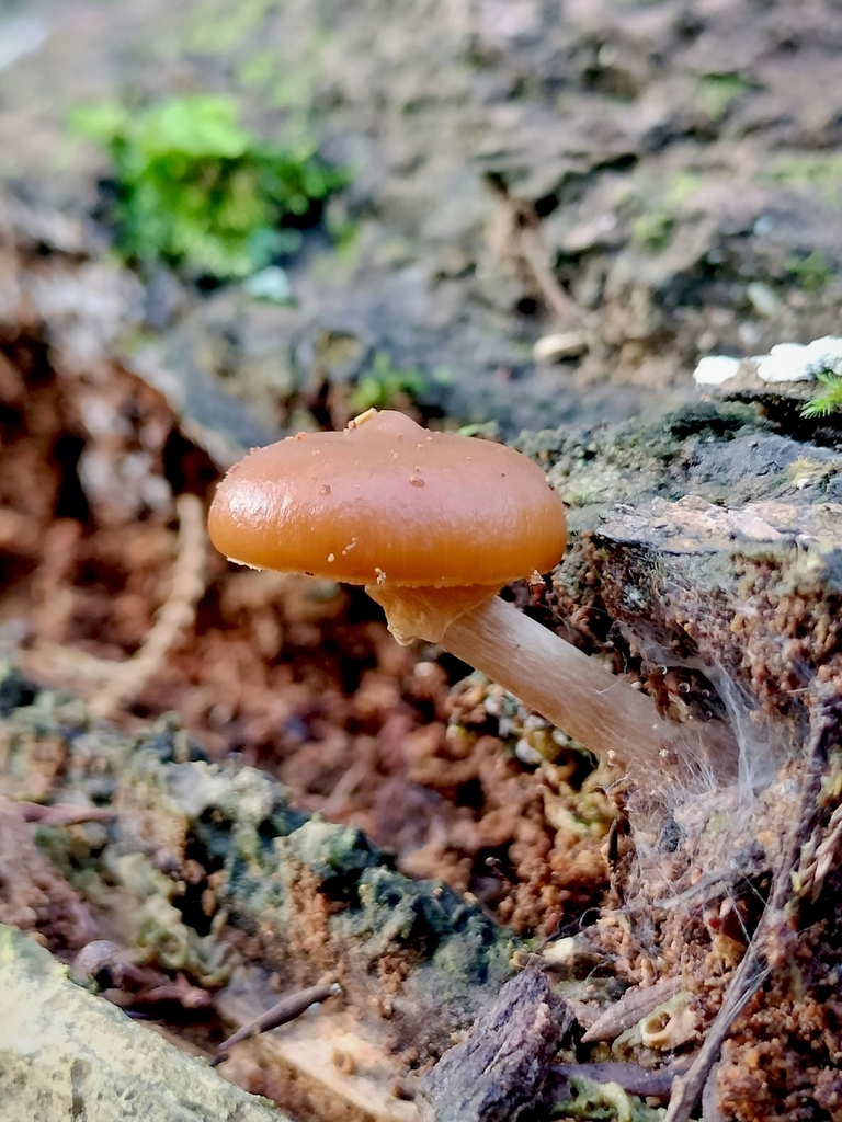 Galerina patagonica · April 2026 · photo: © bagels_nz (iNaturalist, cc0)
