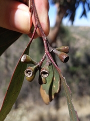Eucalyptus microcarpa