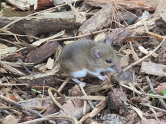 Peromyscus