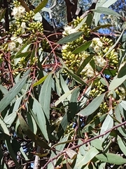 Eucalyptus microcarpa
