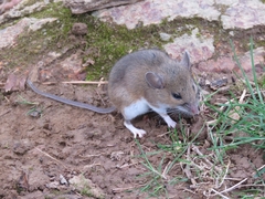 Peromyscus