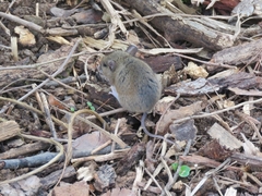 Peromyscus