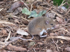 Peromyscus