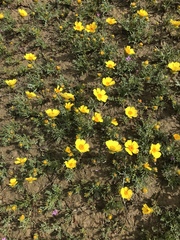 Leptosyne calliopsidea