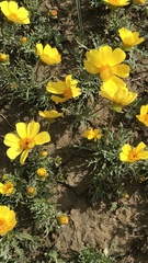 Leptosyne calliopsidea