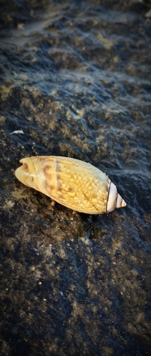 Agaronia gibbosa observed 2026-04-12