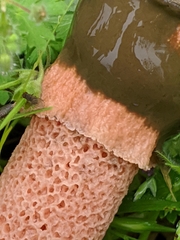 Phallus rubicundus