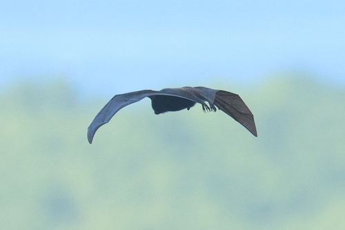 Pteropus molossinus observed 2026-04-21
