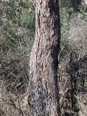 Eucalyptus microcarpa