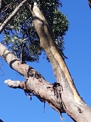 Eucalyptus microcarpa